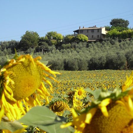 Апартаменты Agriturismo Oliveto Di Geltrude Contessa Амелиа Экстерьер фото