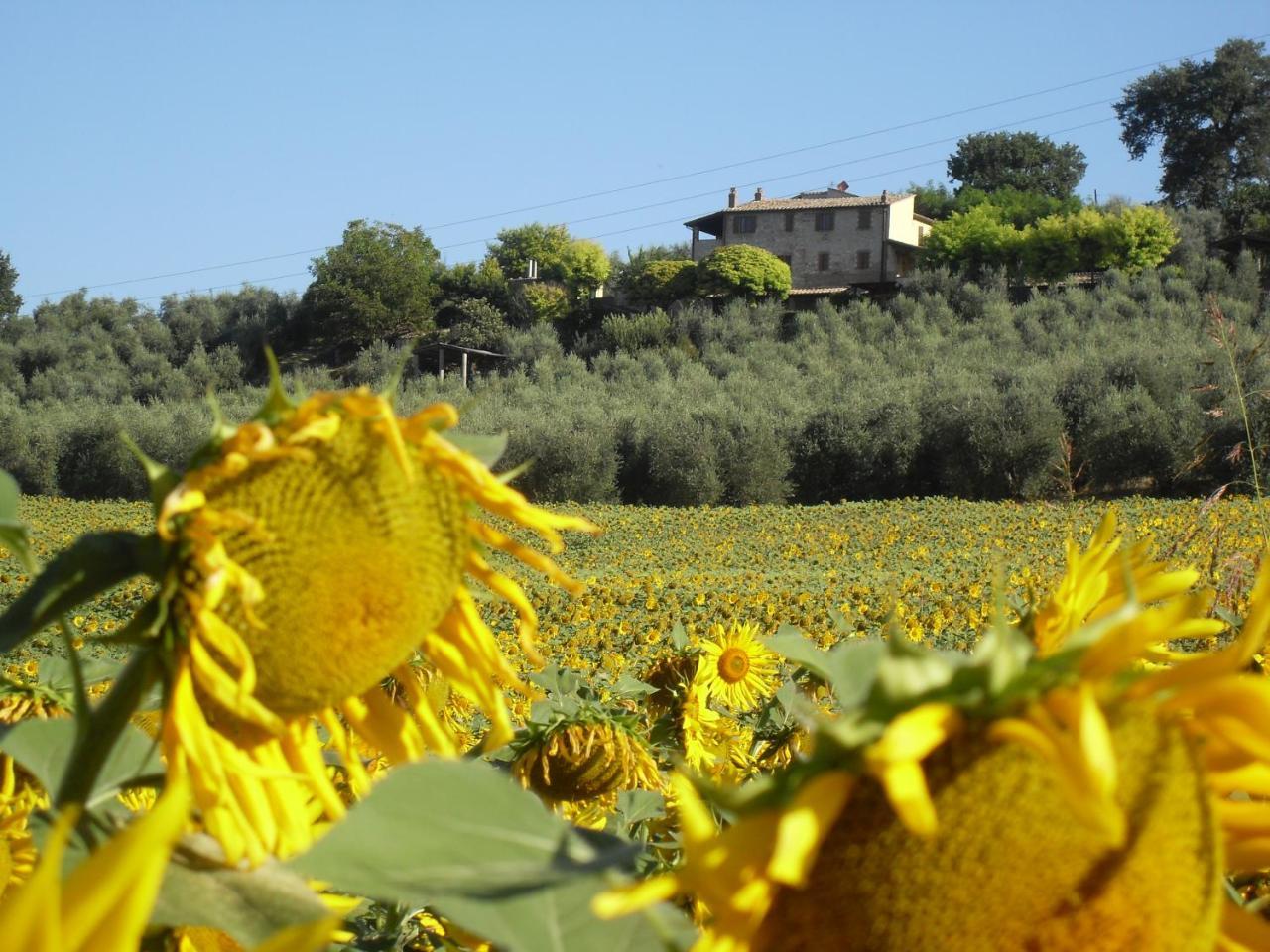 Апартаменты Agriturismo Oliveto Di Geltrude Contessa Амелиа Экстерьер фото